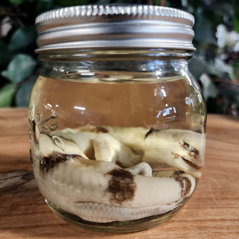 Peter's Banded Skink Wet Specimen (Ex-Museum)