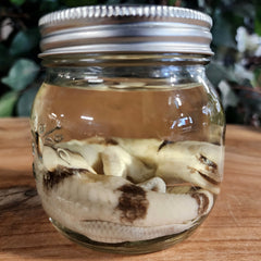 Peter's Banded Skink Wet Specimen (Ex-Museum)