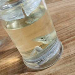 Ameiva Wet Specimen (Ex-Museum)