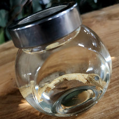 Leaf-Tailed Gecko Wet Specimen (Ex-Museum) A
