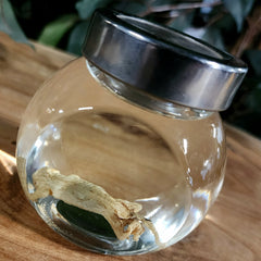 Leaf-Tailed Gecko Wet Specimen (Ex-Museum) A
