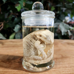 Bearded Dragon Wet Specimen (Ex-Museum) A