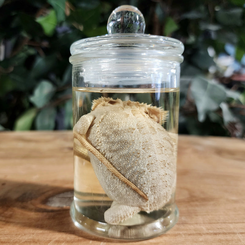 Bearded Dragon Wet Specimen (Ex-Museum) A