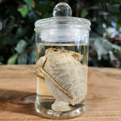 Bearded Dragon Wet Specimen (Ex-Museum) A