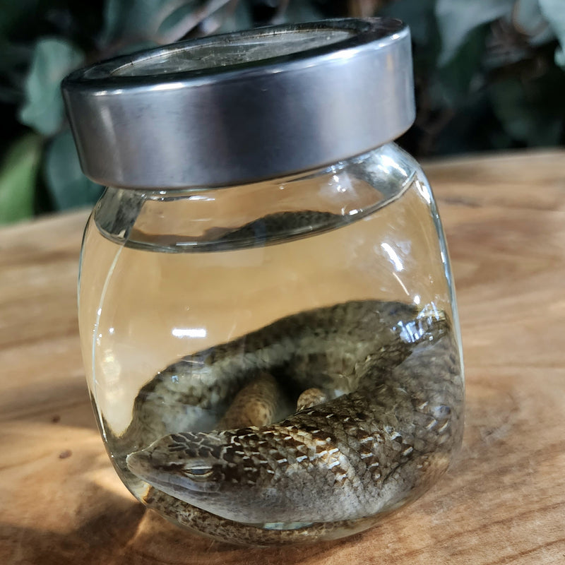 Olive Tree Skink Wet Specimen (Ex-Museum)