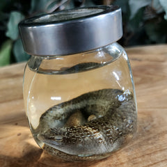 Olive Tree Skink Wet Specimen (Ex-Museum)
