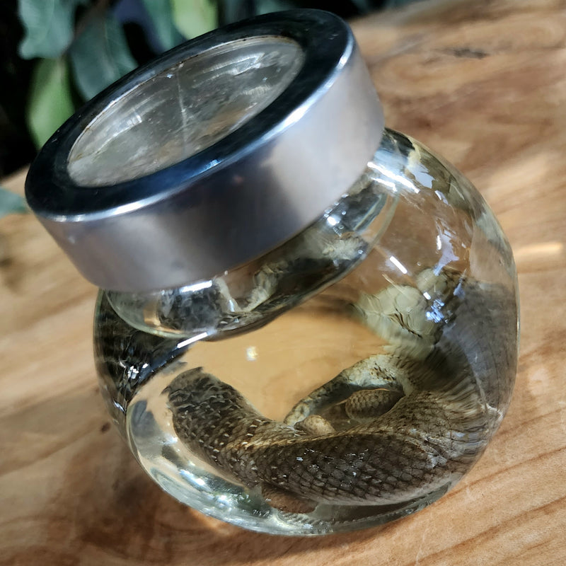 Olive Tree Skink Wet Specimen (Ex-Museum)