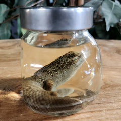 Olive Tree Skink Wet Specimen (Ex-Museum)