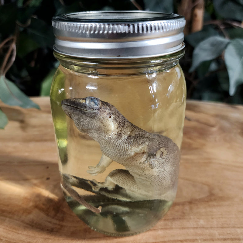Giant Day Gecko Wet Specimen (Ex-Museum)