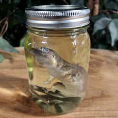 Giant Day Gecko Wet Specimen (Ex-Museum)