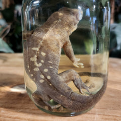 Giant Day Gecko Wet Specimen (Ex-Museum)