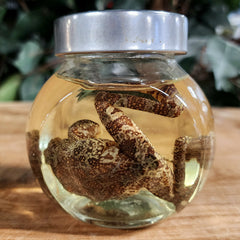 Moss Frog Wet Specimen (Ex-Museum)