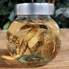 Moss Frog Wet Specimen (Ex-Museum)