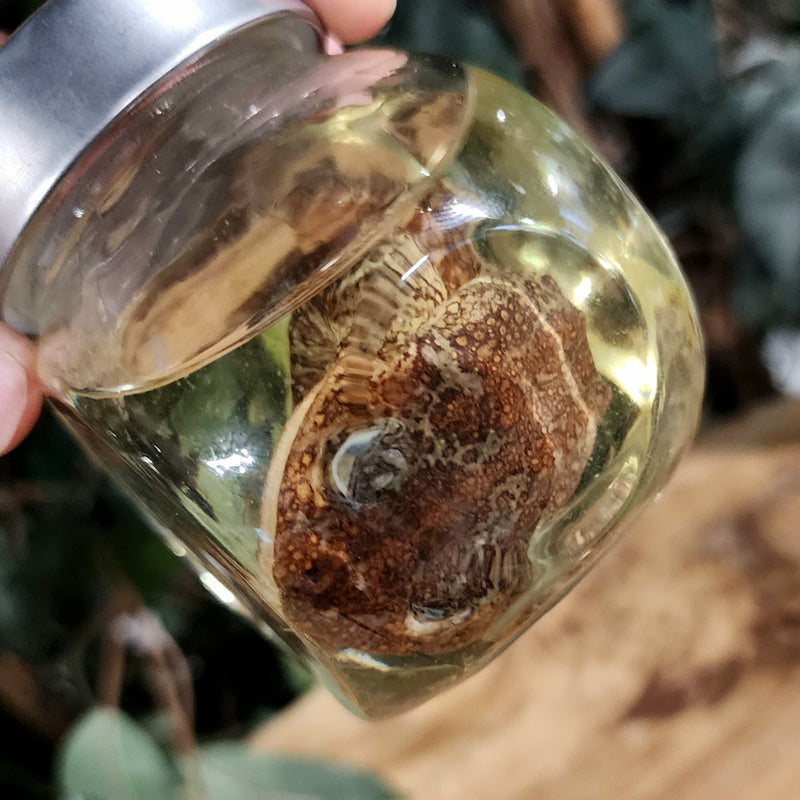 Moss Frog Wet Specimen (Ex-Museum)
