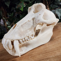 Chacma Baboon Skull, Adult Male XXL