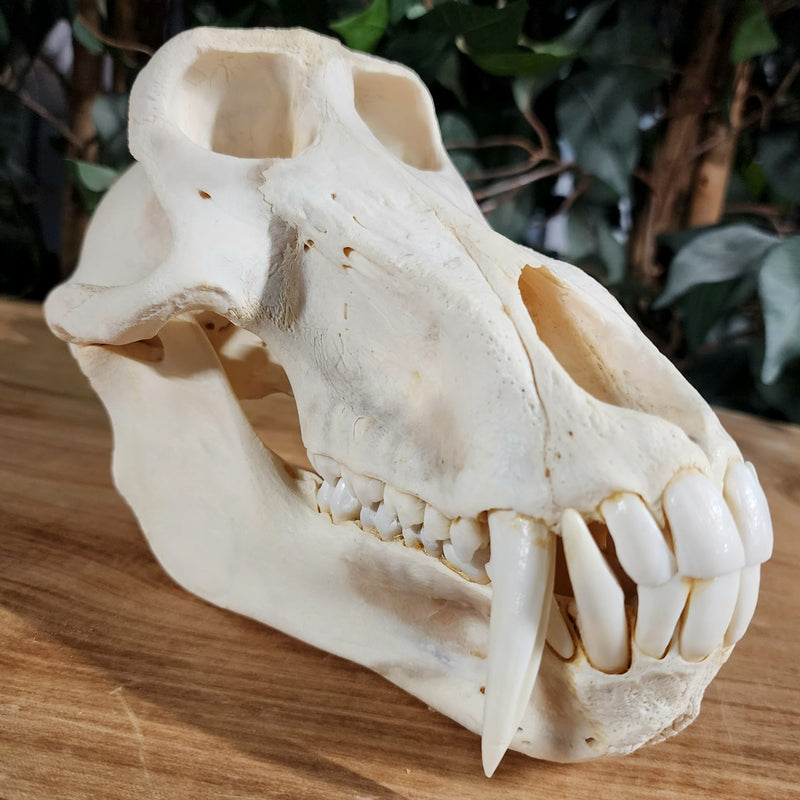 Chacma Baboon Skull, Adult Male XXL