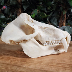 Chacma Baboon Skull, Adult Male XXL