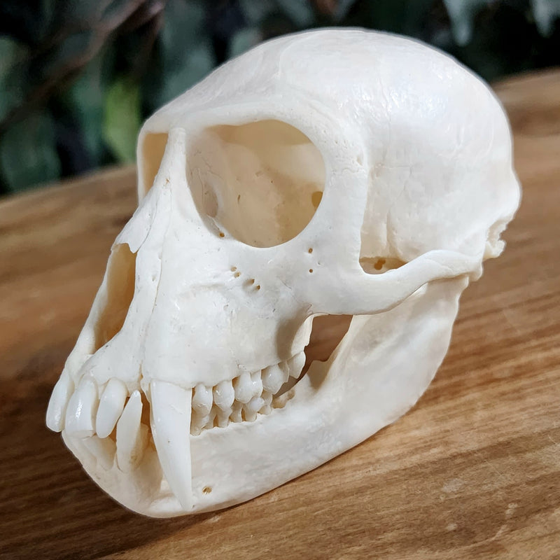 Vervet Monkey Skull XL, Male