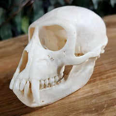 Vervet Monkey Skull XL, Male