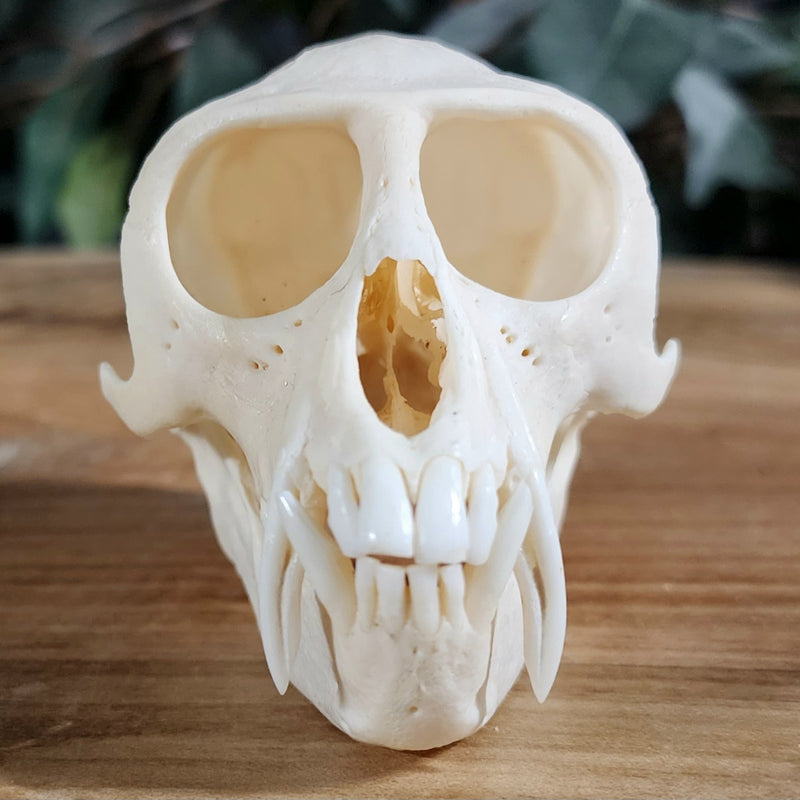 Vervet Monkey Skull XL, Male