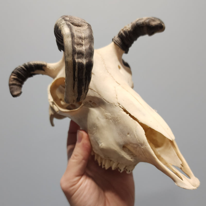 Jacob's Ram Skull, Four Horned