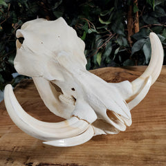 Warthog Skull XXL