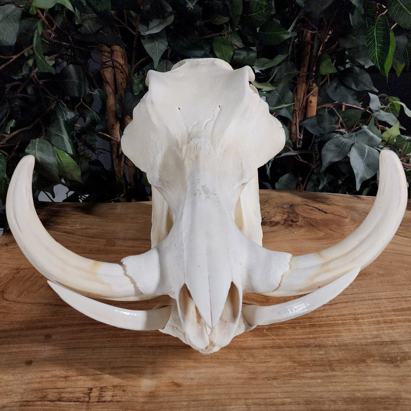 Warthog Skull XXL
