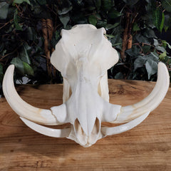 Warthog Skull XXL