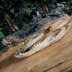 Alligator Head Taxidermy, 12