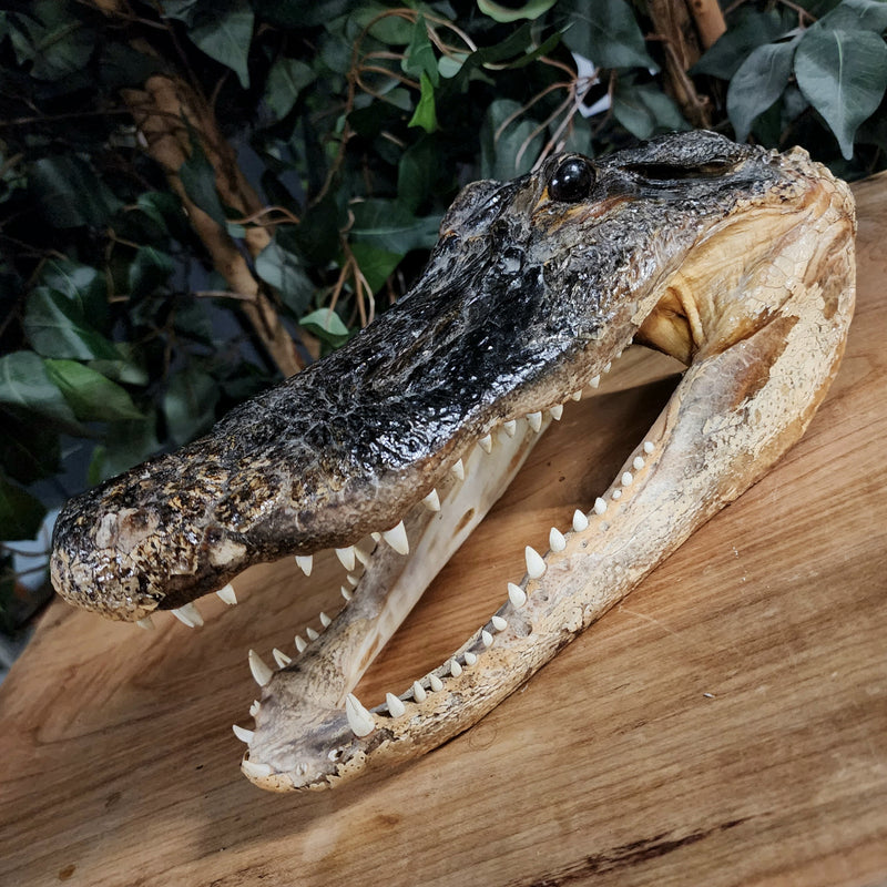 Alligator Head Taxidermy, 12"
