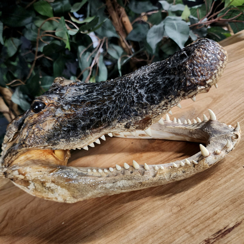 Alligator Head Taxidermy, 12"