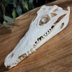Siamese Crocodile Skulls (9