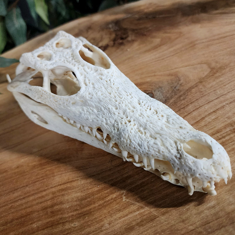 Siamese Crocodile Skulls (9")