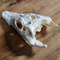 Siamese Crocodile Skulls (9
