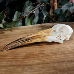 Hadada Ibis Skull