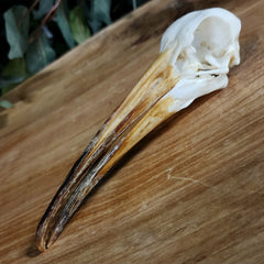 Hadada Ibis Skull