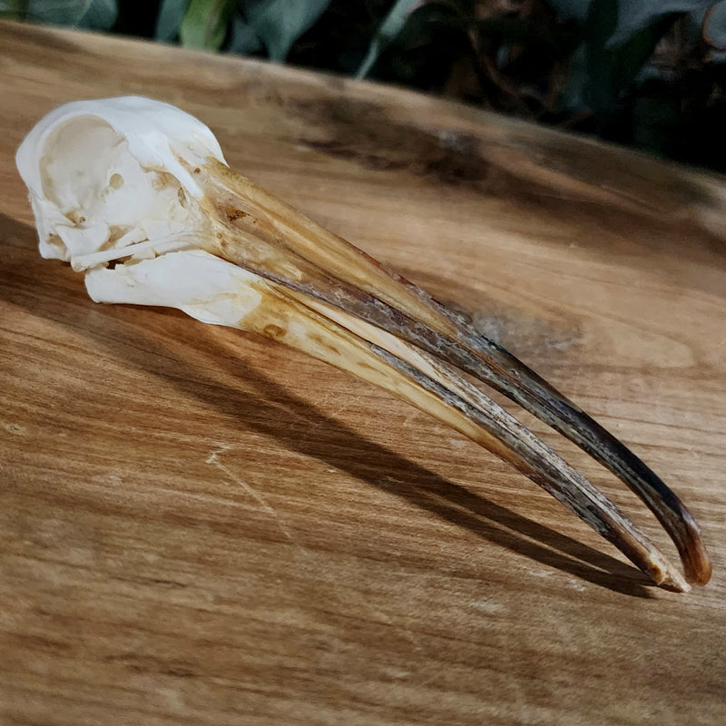 Hadada Ibis Skull