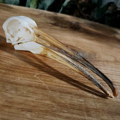 Hadada Ibis Skull