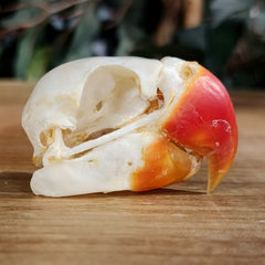 Great-Billed Parrot Skull