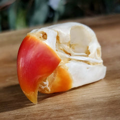 Great-Billed Parrot Skull