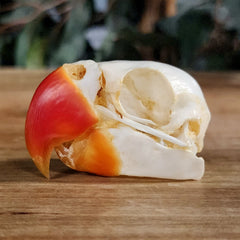 Great-Billed Parrot Skull