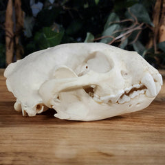 Wolverine Skull A