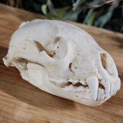 Wolverine Skull A