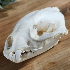 Wolverine Skull A
