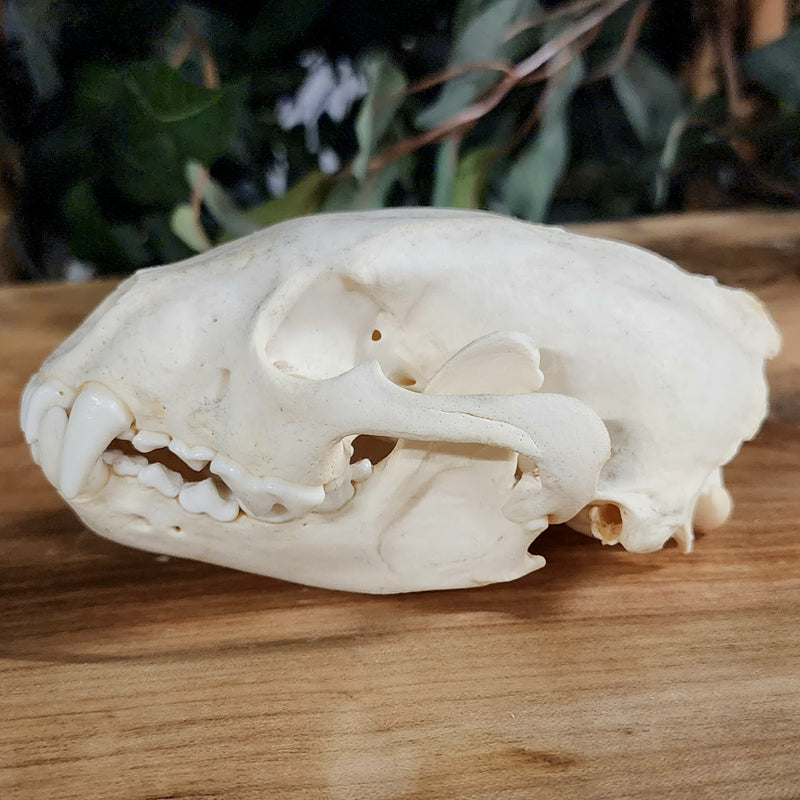Wolverine Skull A