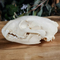 Wolverine Skull A