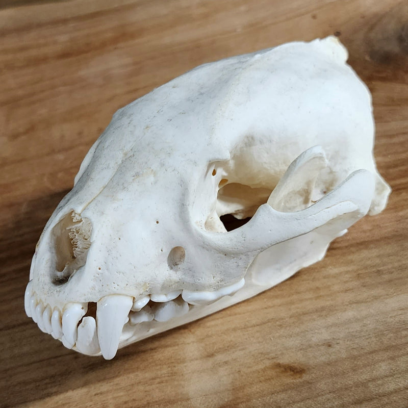 Wolverine Skull A
