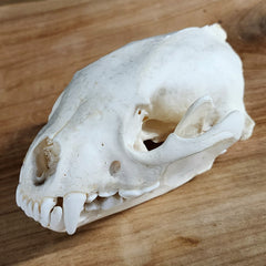 Wolverine Skull A