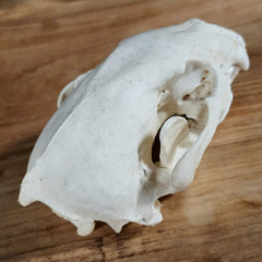 Wolverine Skull A