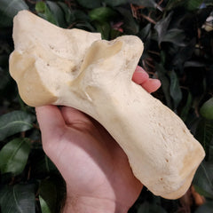 Giraffe Ankle Bones